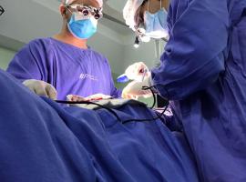 Imagem da galeria de fotos 7425 - Dr. Vinicio Nunes